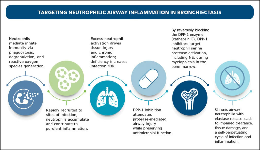 Neutrophilic airway inflammation in bronchiectasis